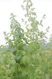 Image result for Mesosphaerum