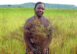 Image result for Rhamphicarpa