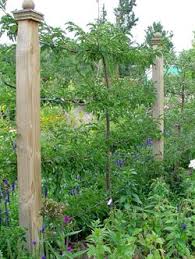 Small Space Gardening Small Space Gardening Espalier Fruit Trees Garden Design
