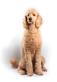 Resultado de imagen para poodle