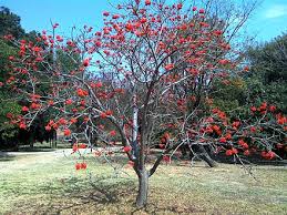 Resultado de imagen para Bucare PiÃ±on  (Erythrina  abbyssinica