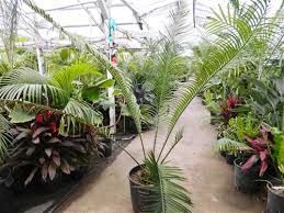 Image result for Encephalartos aplanatus