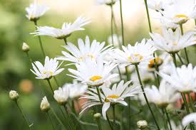 Maybe you would like to learn more about one of these? Mengenal Segudang Manfaat Chamomile Untuk Kecantikan Kegunaan Efek Samping Interaksi Hello Sehat