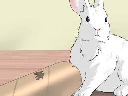 It's no secret that cats love cardboard boxes. 3 Ways To Make Homemade Rabbit Toys Wikihow