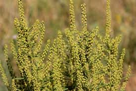 Image result for Acanthopale confertiflora