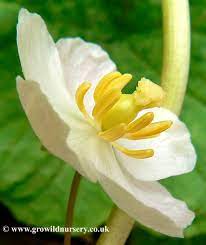Podophyllum Peltatum American Mandrake Mayapple Sold Out Shade Plants Labyrinth Garden Hardy Perennials