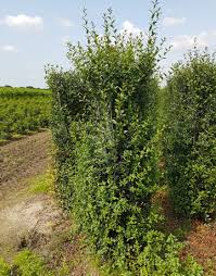 Privet plants (ligustrum spp.) are a genus primarily of shrubs that can grow quite tall. Green Privet Hedging Plants Rootballed 175 200cm High Hedging Uk
