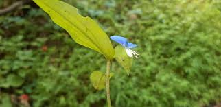 Image result for Commelina reptans