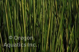 Image result for Eleocharis variegata