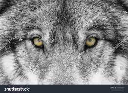 Timber Wolf Or Grey Wolf Canis Lupus With Yellow Eyes Closeup In Winter Snow In Canada Ad Ad Canis Lupus Grey Wolf Black And White Wolf Images Wolf Face