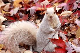 Black And White Squirrel Like Animal Let S Take A Walk In The World Of Squirrels Squirrel Happy Squirrel Animals Wild
