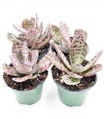 Image result for Kalanchoe humilis