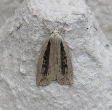 Image result for Chilodes maritima