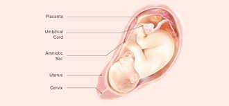 How can i dilate faster? 38 Weeks Pregnant Symptoms And Baby Development Pampers