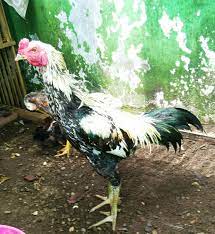Udah kemana2 untuk beli ayam jago tarung dari peternak ayam bangkok tapi belum ketemu yang pas standar pribadi? 71 Gambar Ayam Wido Juara Terbaik Infobaru
