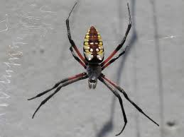 Maybe you would like to learn more about one of these? File Yellow Garden Spider Nashville Jpg Wikimedia Commons