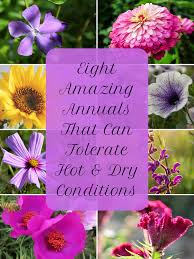 The brilliant gold flowers bloom for months and are beloved by pollinators and beneficial insects. 8 Awesome Heat And Drought Tolerant Annual Flowers And Plants Dengarden
