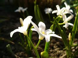 Florile va permit sa daruiti femeilor sentimentele si emotiile cele mai frumoase flori albe asa cum:trandafiri, lalele, gladiole, va va permite sa daruiti femeilor bucurie si fericire. Floare Alba De Primavara