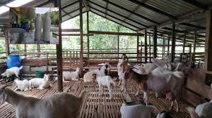 Komodo menyerang dan makan rusa bunting hidup hidup, detik detik harimau memangsa seekor rusa yang terjadi selanjutnya, sadisss memberi makan harimau pake kambing hidup, keganasan harimau berburu mangsa, cara harimau dan singa mengejar mangsa, macan tutul ini lapar memangsa orang. Penternak Kambing Peroleh Rm9 000 Sebulan
