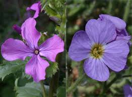 Image result for Brassicaceae