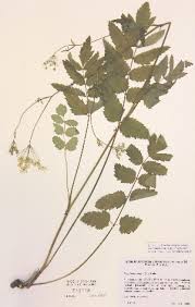 Image result for Pimpinella buchananii
