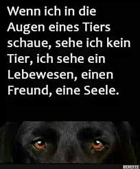 100 Wahrheit Lustige Humor Bilder Spruche Tiere Hund Zitat