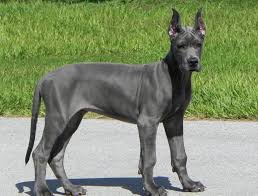 Maybe you would like to learn more about one of these? Highlands Blue Great Danes Breeders Florida Usa Great Dane Supply