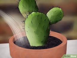 Notamment l'humidité de l'air et du sol. Comment Sauver Un Cactus A L Agonie 15 Etapes