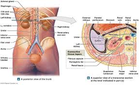 The Position And Associated Structures Of The Kidneys Positivity Map Treatment