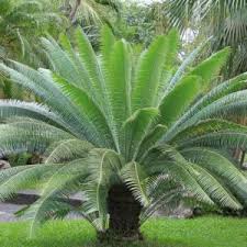 Image result for Dicranolepis