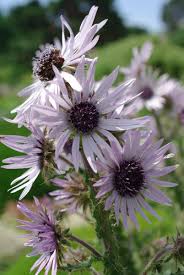 Image result for Berkheya zeyheri