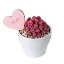 The white worms i have personally experienced in my carp tank showed up twice in four years. Ubuy Bahrain Online Shopping For Cacti In Affordable Prices