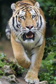 Male Siberian Tiger Walking With Open Mouth Ii Tiger Walking Siberian Tiger Tiger