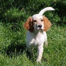 English Setter Sweet And Smart And I Ve Got 4 English Setter English Setter Puppies Puppies