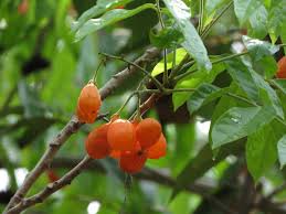Maybe you would like to learn more about one of these? à¸à¸°à¹‚à¸šà¸¥ à¸‡ Thai Herbs Thdata Co