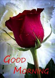 Good Morning My Love We Re Are You Beautiful Roses Red Roses Good Morning