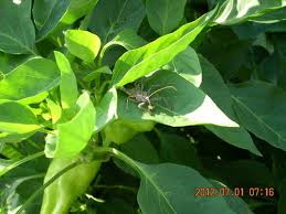 Check spelling or type a new query. Assassin Bug Friend Or Foe