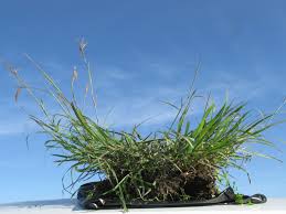 Image result for Dichanthium