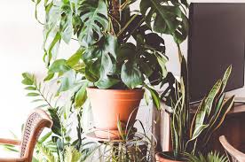 Es gibt allerdings auch solche arten, die nur selten gegossen werden müssen, um gut zu gedeihen. Monstera Und Sukkulenten Pflegeleichte Zimmerpflanzen