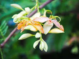 Image result for Tamarindus