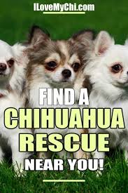 To learn more about each. Ii Love My Chi All About Chihuahua Dogs