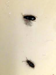 how to get rid of drain flies in shower