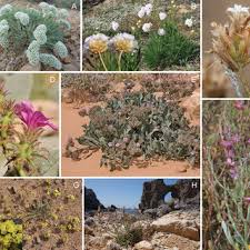 Image result for Cyathula orthacantha