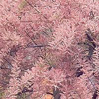 Image result for tamarix ramosissima pink cascade