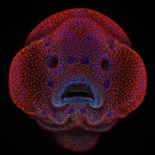 The Best Microscope Photos Of The Year From Nikon Small World Business Insider Microscopic Photography Nikon Small World Best Microscope