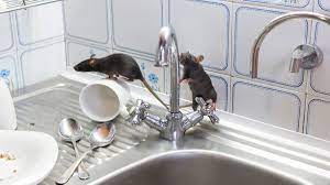 Aspek utama yang perlu diberikan perhatian ialah kebersihan selain itu, wabak penyakit berjangkit seperti selsema burung, h1n1, dapat dilakukan dengan mengkuarantinkan dan mengasingkan pengidap. Awas Ini 7 Penyakit Yang Disebabkan Oleh Tikus