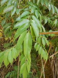 Image result for Embelia