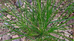 Image result for Eleusine