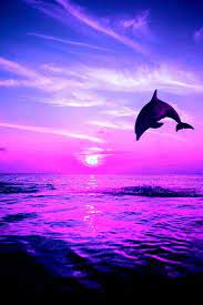 Wallpaper the sky the sun clouds sunset dolphin the ocean. Beautiful Pink Sunset With Beautiful Dolphin Dolphin Art Dolphin Images Dolphins