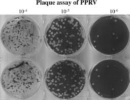 Formerly called cercopithecus aethiops, this group of monkeys has been split into several different species). Plaque Assay Vero Cells Were Grown In 6 Well Tissue Culture Plates Download Scientific Diagram